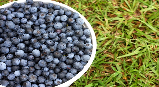 berries-best-healthiest-food-on-earth